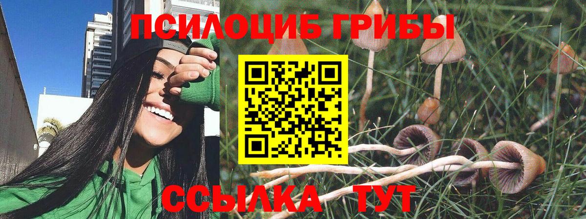 Псилоцибиновые грибы Psilocybe Омск